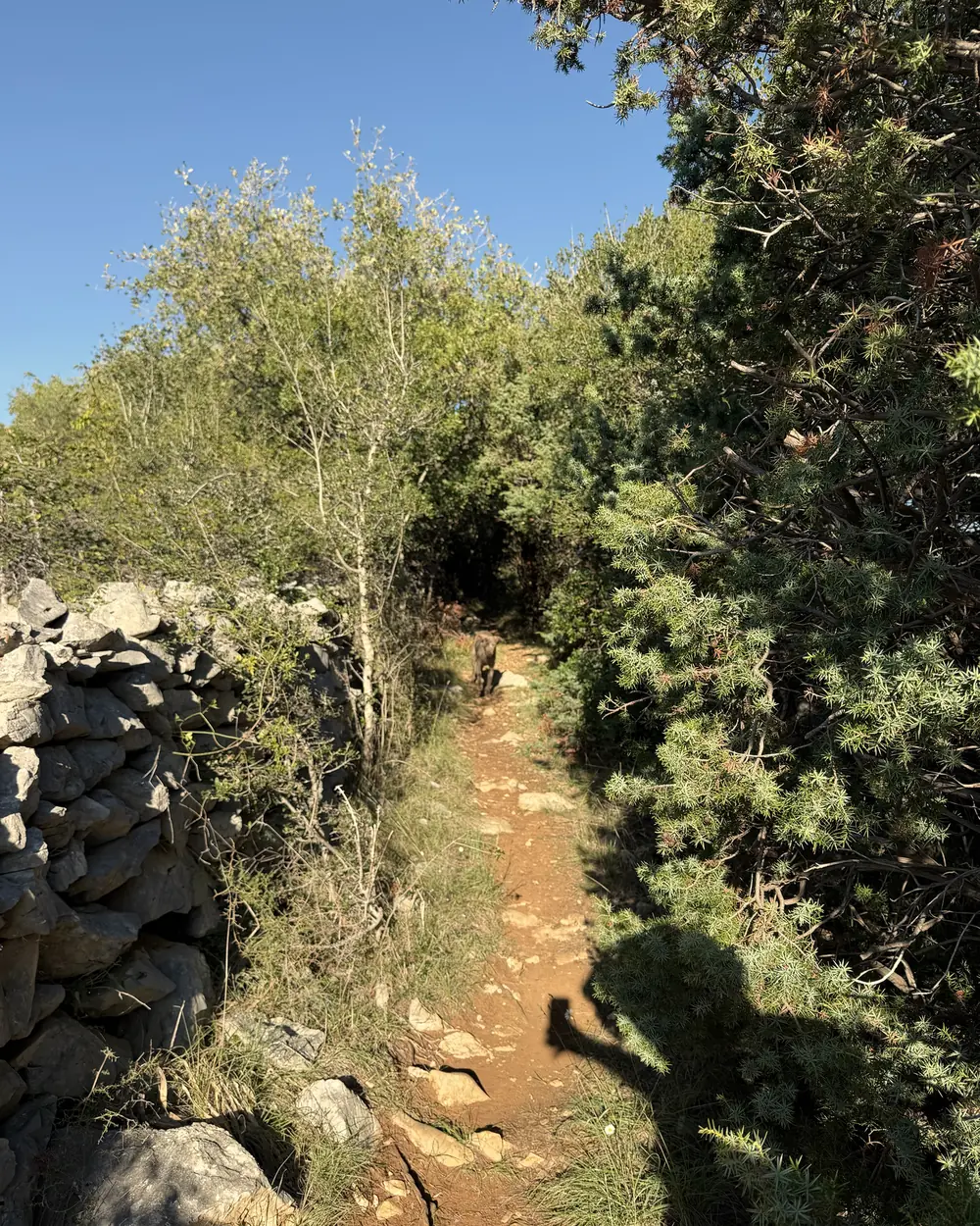 The old sheep path between dry-stone walls